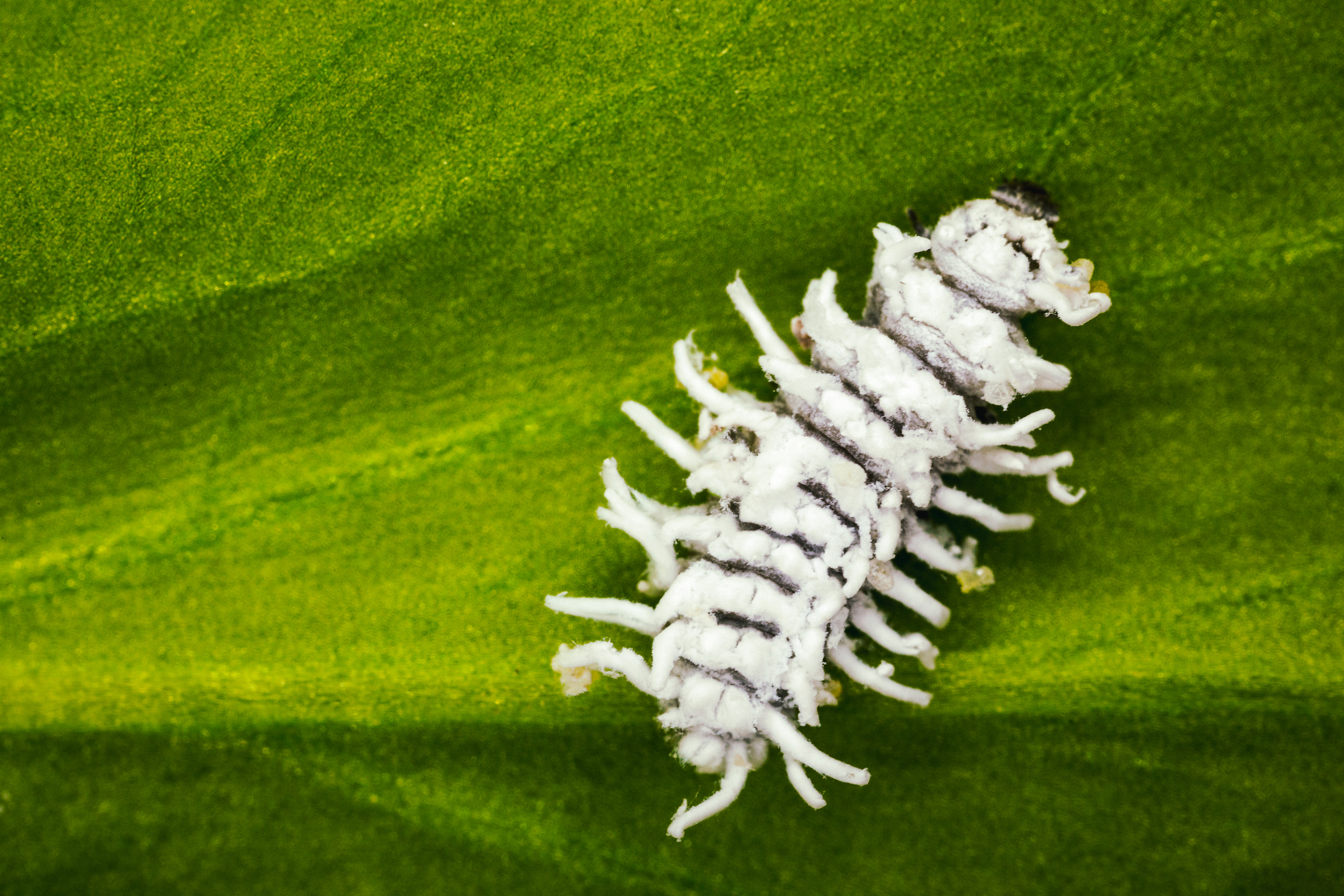Crypolaemus montrouzeri στάδιο νύμφης