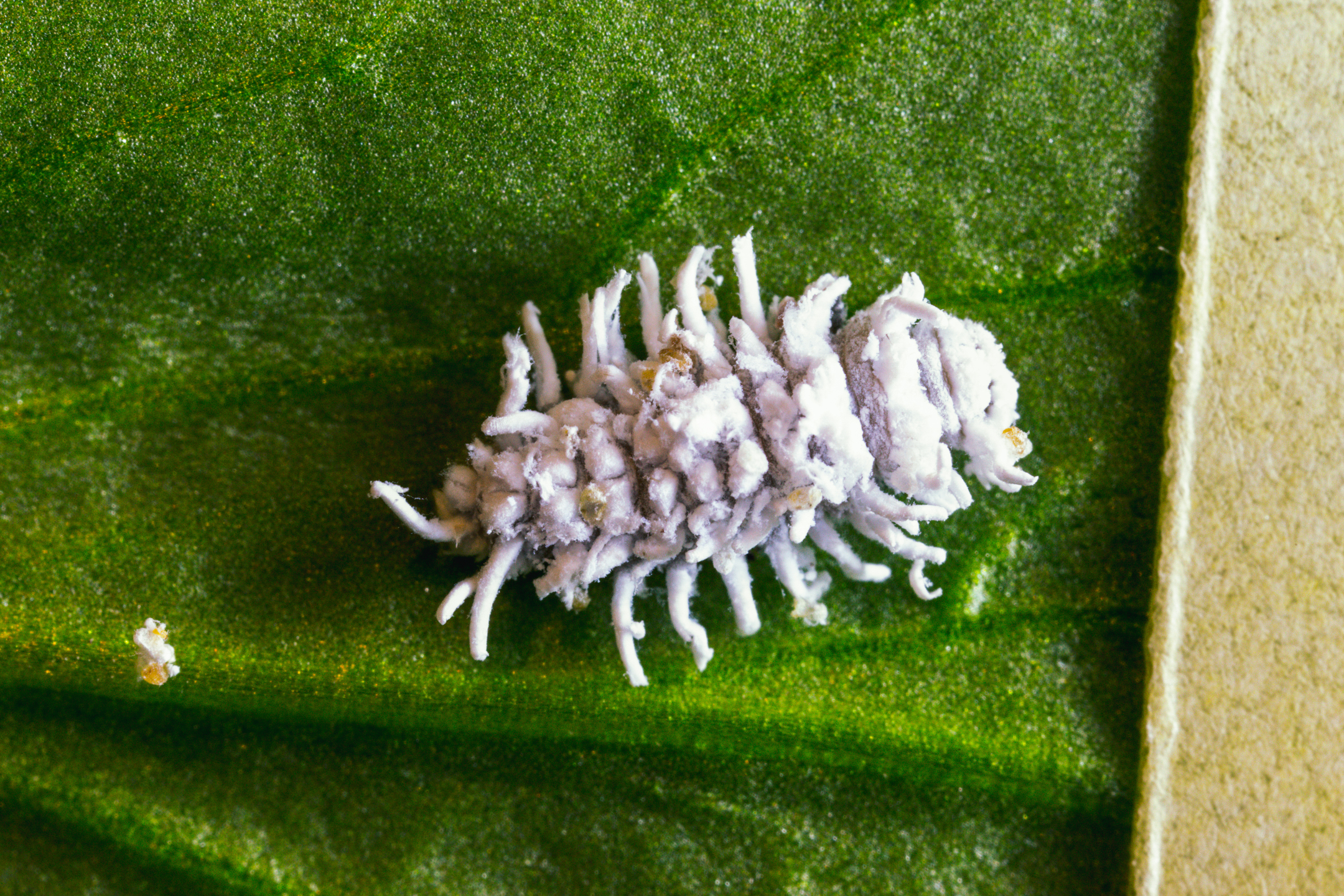 Crypolaemus montrouzeri προνυμφικό στάδιο