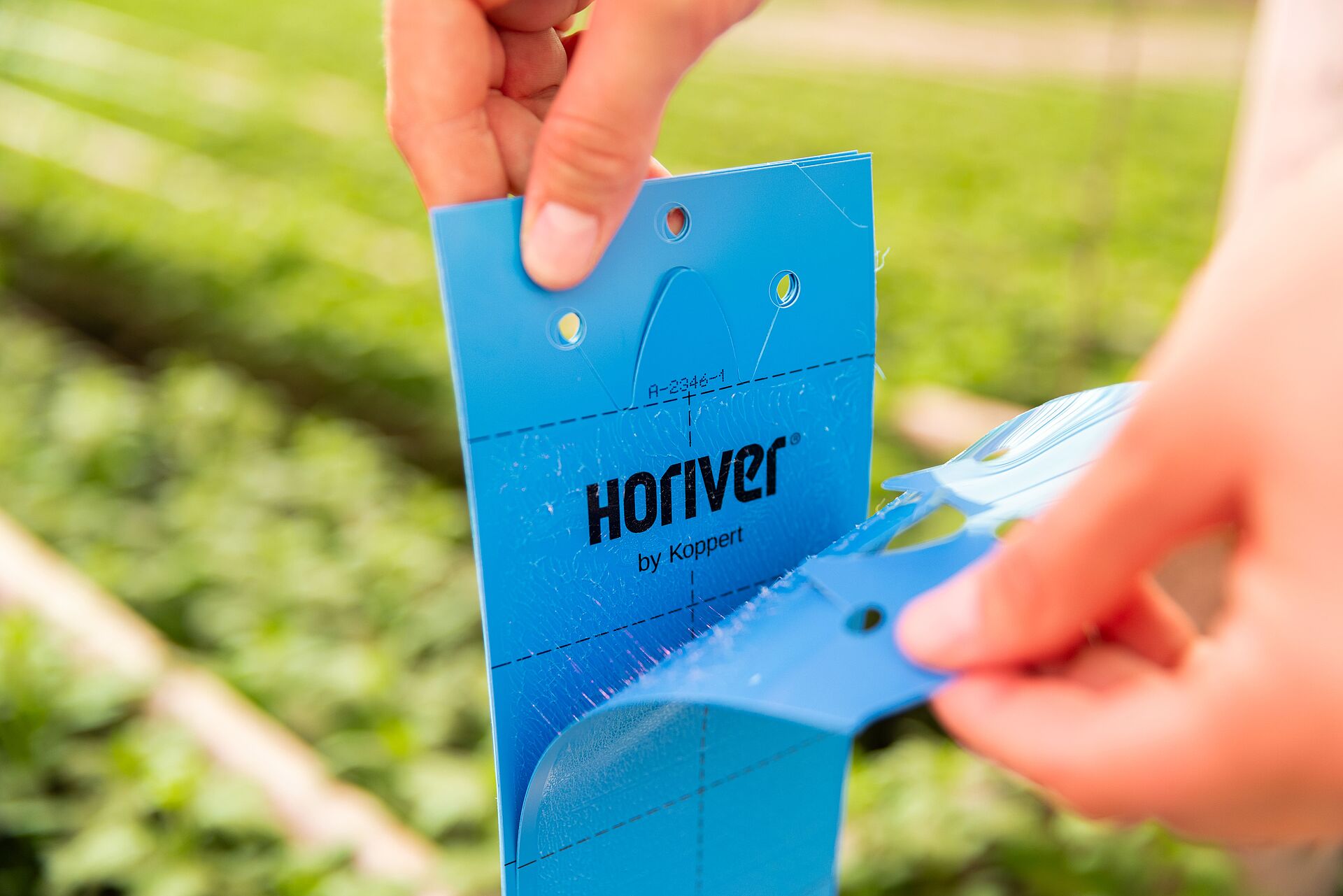Biological thrips management starts with monitoring
